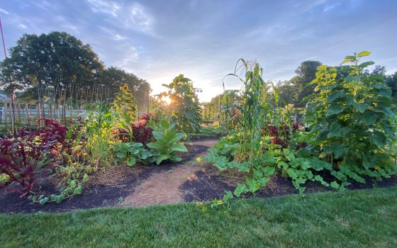 vegetable garden filled with corn, squash, and other plants at sunset